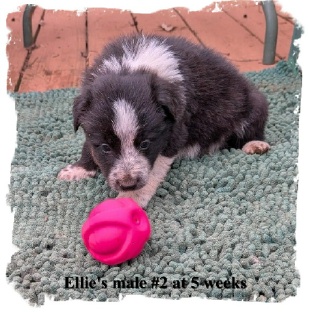 ABCA B/W male Border Collie out of working stock at 5 weeks